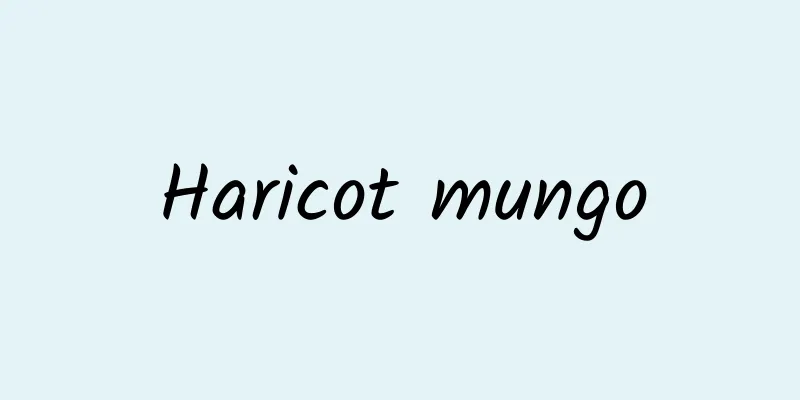 Haricot mungo