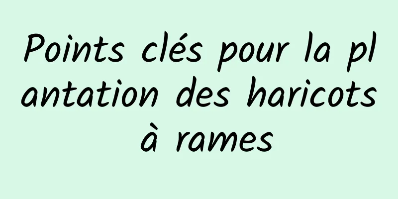 Points clés pour la plantation des haricots à rames