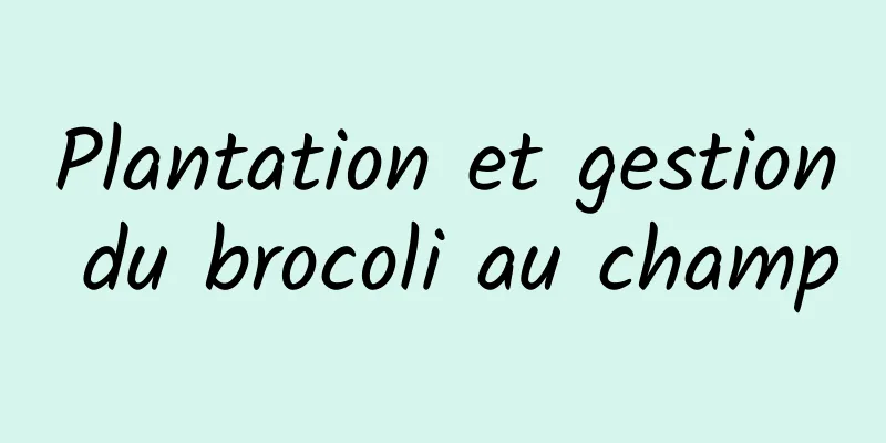 Plantation et gestion du brocoli au champ