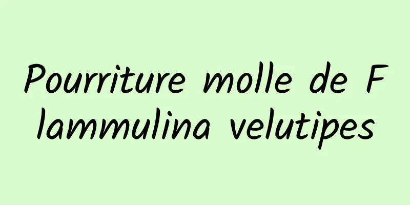 Pourriture molle de Flammulina velutipes