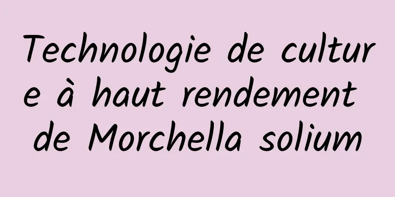 Technologie de culture à haut rendement de Morchella solium