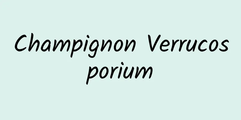 Champignon Verrucosporium