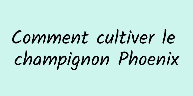 Comment cultiver le champignon Phoenix