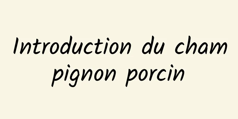 Introduction du champignon porcin