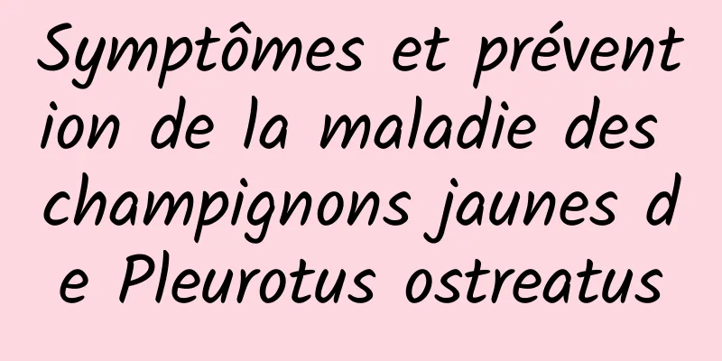 Symptômes et prévention de la maladie des champignons jaunes de Pleurotus ostreatus