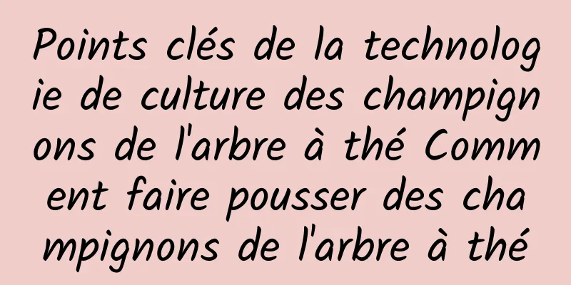 Points clés de la technologie de culture des champignons de l'arbre à thé Comment faire pousser des champignons de l'arbre à thé