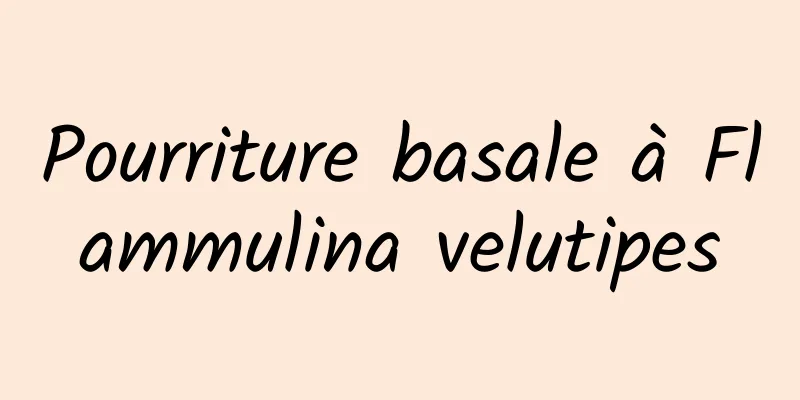 Pourriture basale à Flammulina velutipes