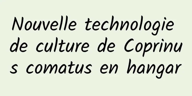 Nouvelle technologie de culture de Coprinus comatus en hangar