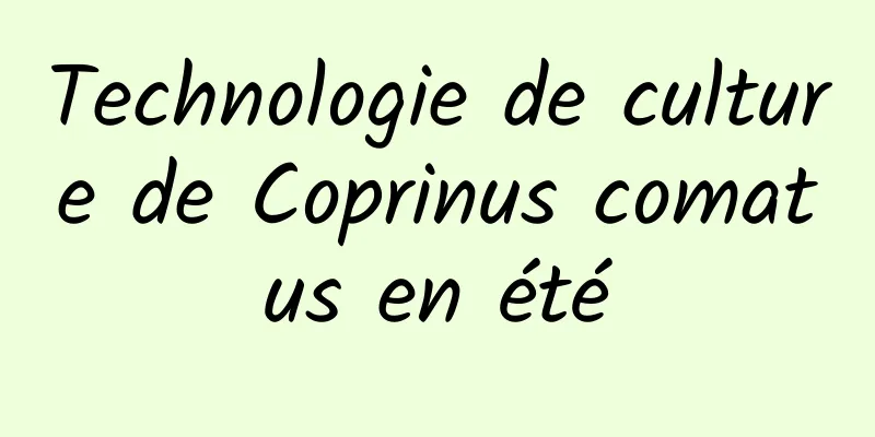 Technologie de culture de Coprinus comatus en été