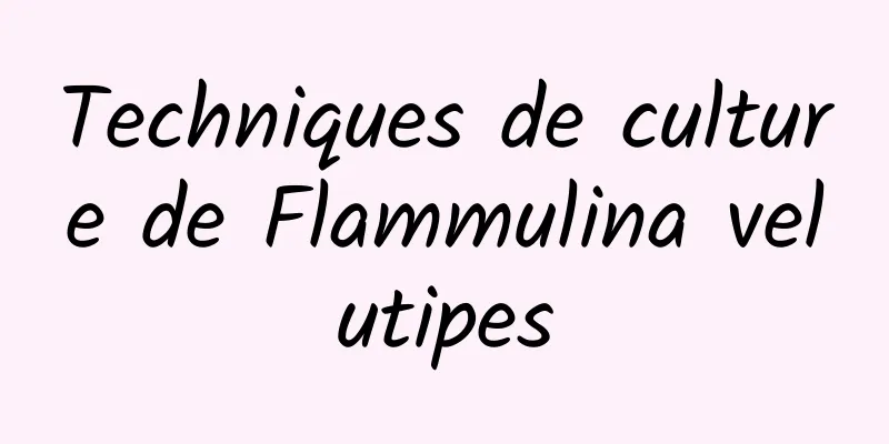 Techniques de culture de Flammulina velutipes