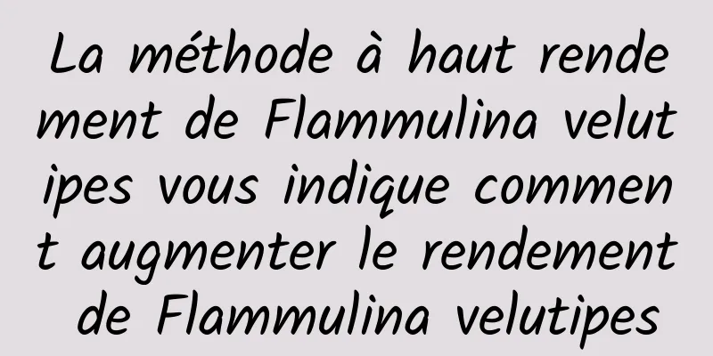 La méthode à haut rendement de Flammulina velutipes vous indique comment augmenter le rendement de Flammulina velutipes