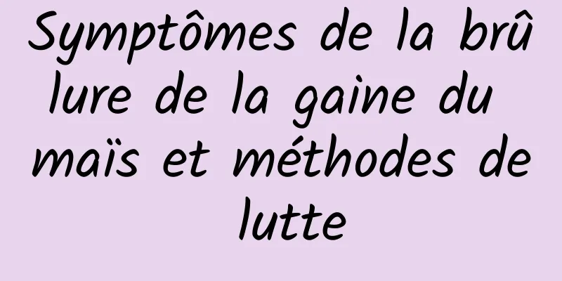 Symptômes de la brûlure de la gaine du maïs et méthodes de lutte