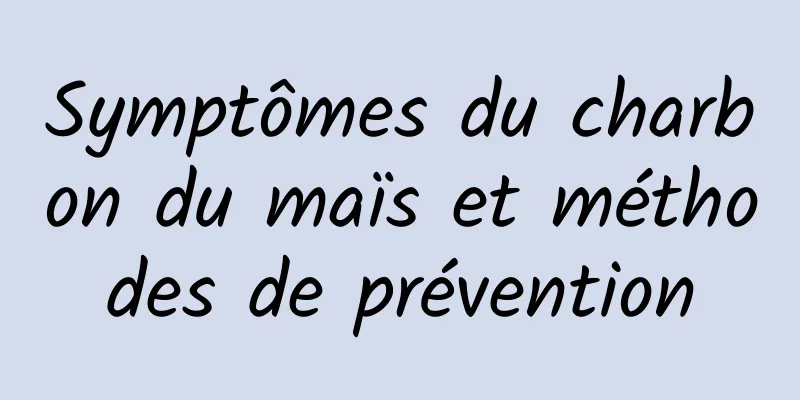 Symptômes du charbon du maïs et méthodes de prévention