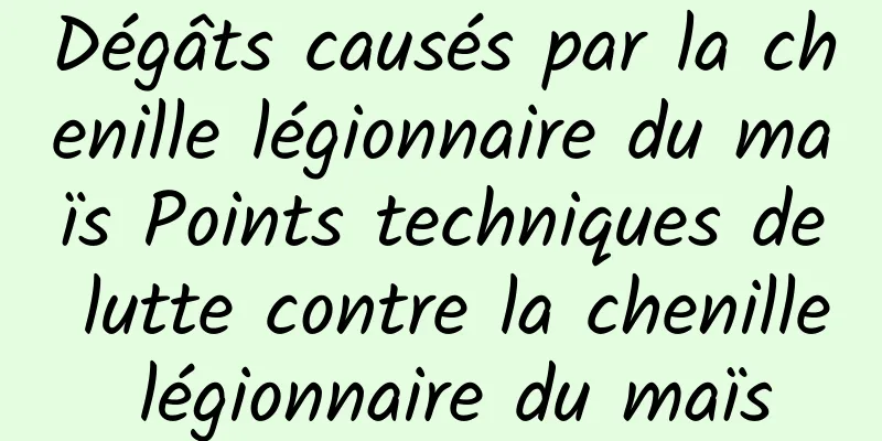 Dégâts causés par la chenille légionnaire du maïs Points techniques de lutte contre la chenille légionnaire du maïs