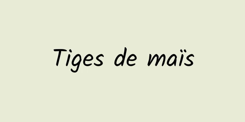 Tiges de maïs