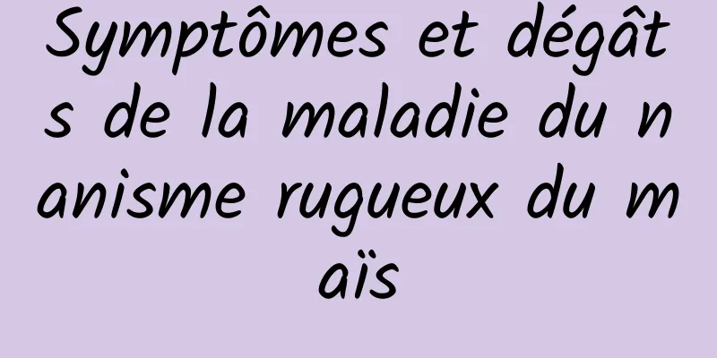 Symptômes et dégâts de la maladie du nanisme rugueux du maïs