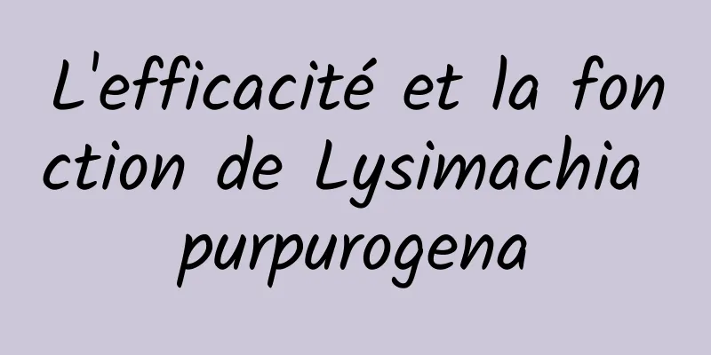 L'efficacité et la fonction de Lysimachia purpurogena