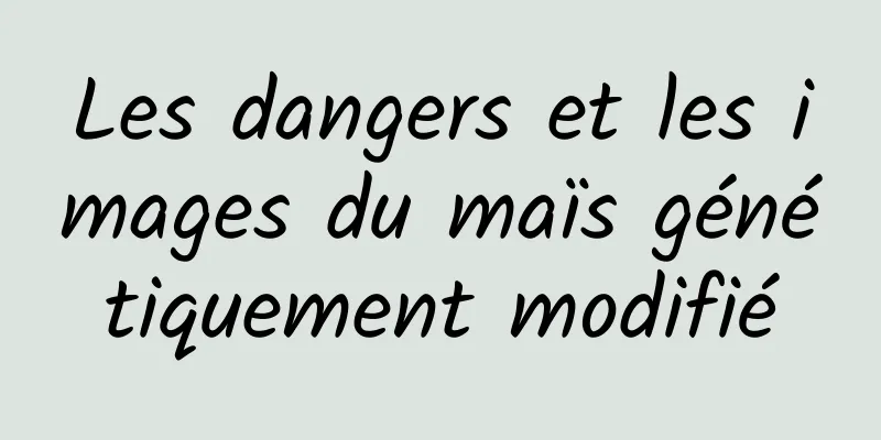 Les dangers et les images du maïs génétiquement modifié