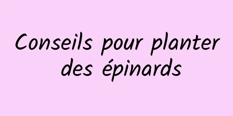 Conseils pour planter des épinards