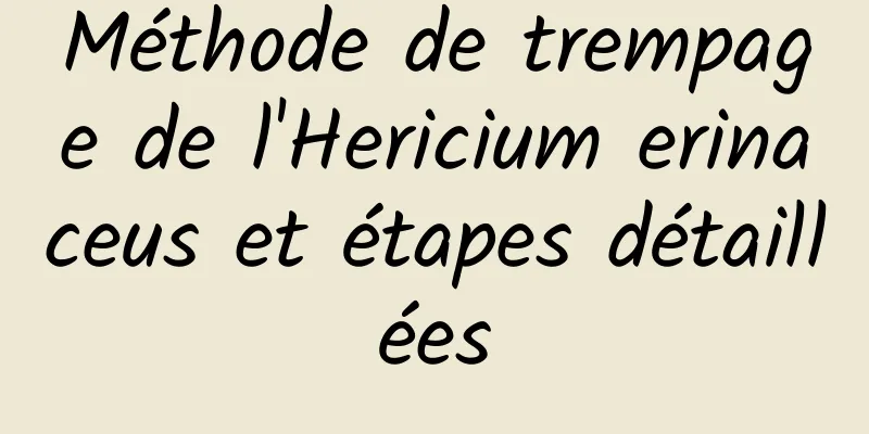 Méthode de trempage de l'Hericium erinaceus et étapes détaillées