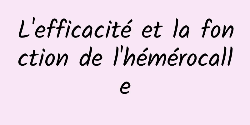 L'efficacité et la fonction de l'hémérocalle