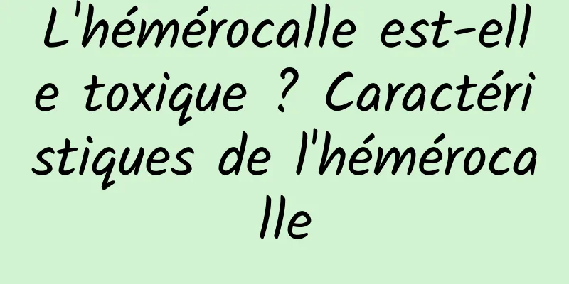 L'hémérocalle est-elle toxique ? Caractéristiques de l'hémérocalle