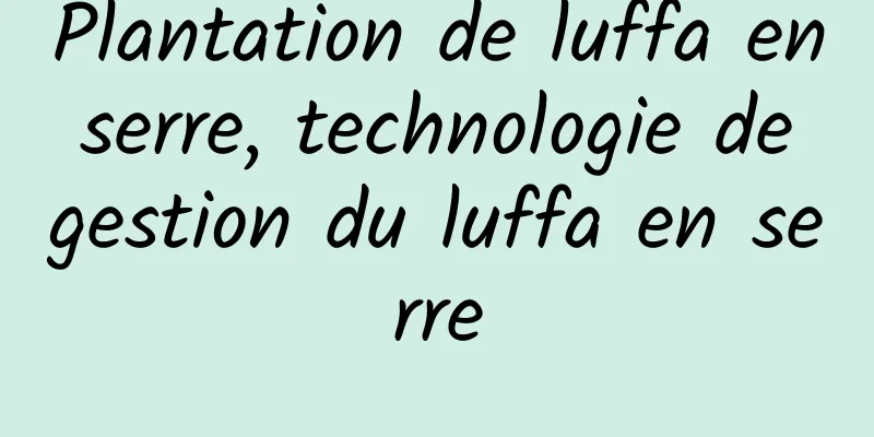 Plantation de luffa en serre, technologie de gestion du luffa en serre