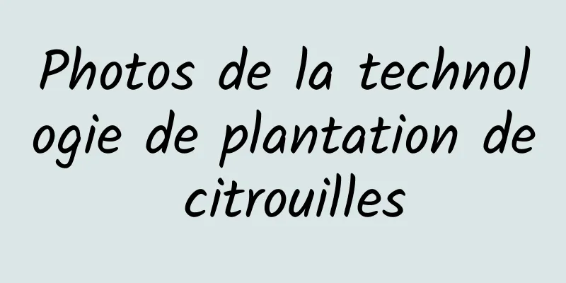 Photos de la technologie de plantation de citrouilles