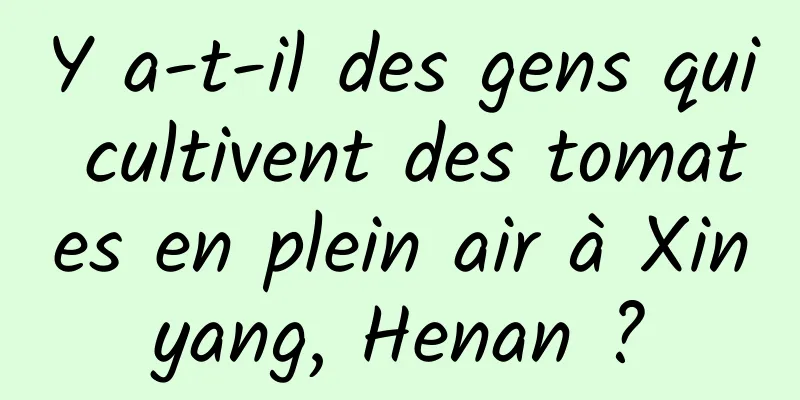 Y a-t-il des gens qui cultivent des tomates en plein air à Xinyang, Henan ?