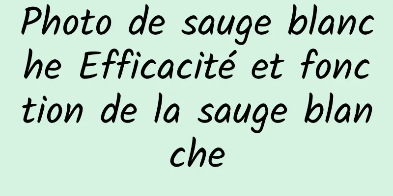 Photo de sauge blanche Efficacité et fonction de la sauge blanche