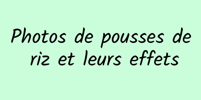 Photos de pousses de riz et leurs effets