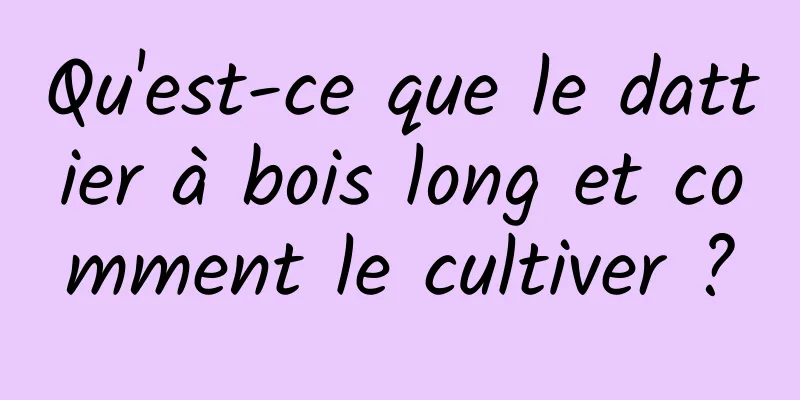 Qu'est-ce que le dattier à bois long et comment le cultiver ?