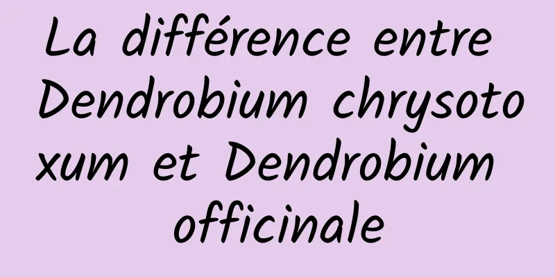 La différence entre Dendrobium chrysotoxum et Dendrobium officinale