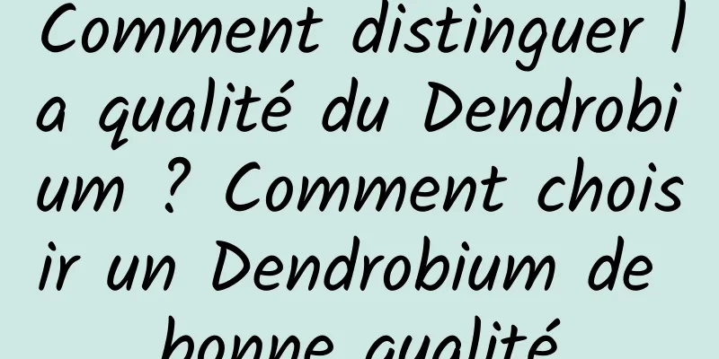 Comment distinguer la qualité du Dendrobium ? Comment choisir un Dendrobium de bonne qualité