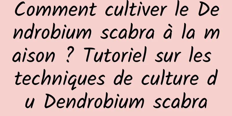 Comment cultiver le Dendrobium scabra à la maison ? Tutoriel sur les techniques de culture du Dendrobium scabra