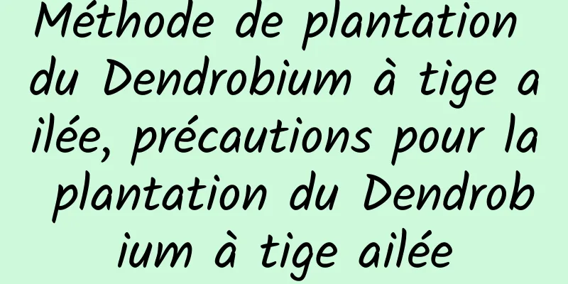 Méthode de plantation du Dendrobium à tige ailée, précautions pour la plantation du Dendrobium à tige ailée