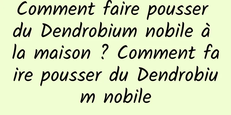 Comment faire pousser du Dendrobium nobile à la maison ? Comment faire pousser du Dendrobium nobile