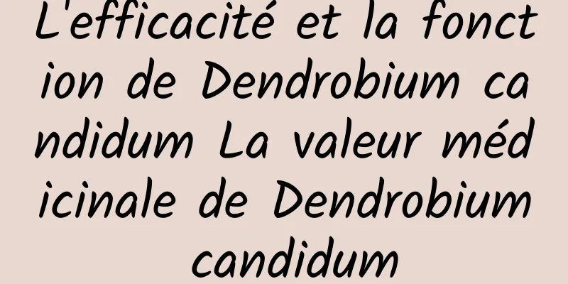 L'efficacité et la fonction de Dendrobium candidum La valeur médicinale de Dendrobium candidum