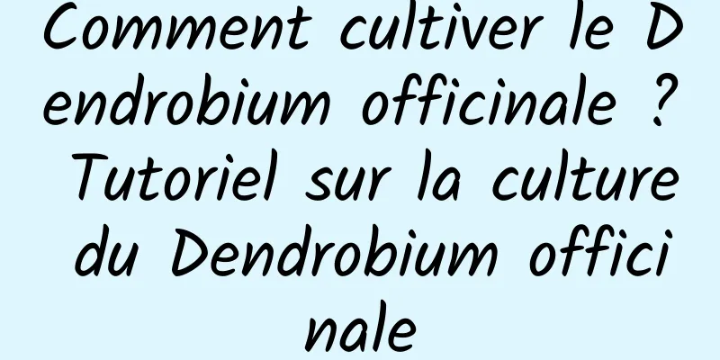 Comment cultiver le Dendrobium officinale ? Tutoriel sur la culture du Dendrobium officinale