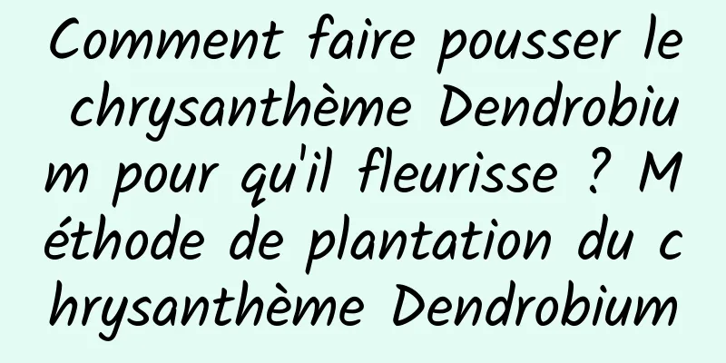 Comment faire pousser le chrysanthème Dendrobium pour qu'il fleurisse ? Méthode de plantation du chrysanthème Dendrobium