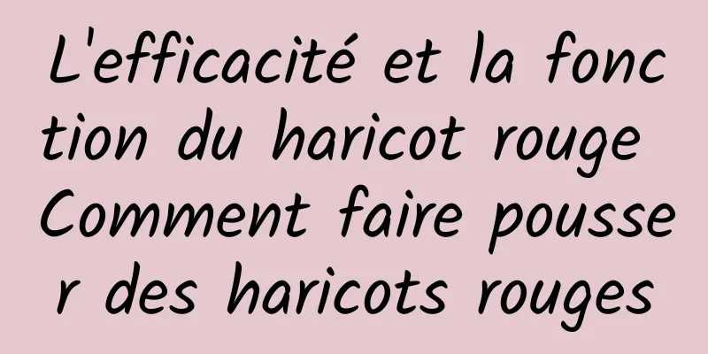 L'efficacité et la fonction du haricot rouge Comment faire pousser des haricots rouges