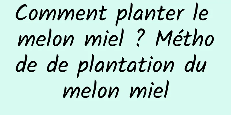 Comment planter le melon miel ? Méthode de plantation du melon miel