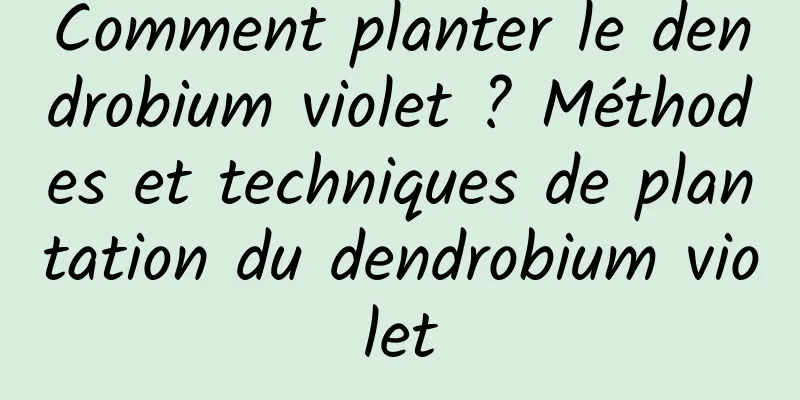 Comment planter le dendrobium violet ? Méthodes et techniques de plantation du dendrobium violet