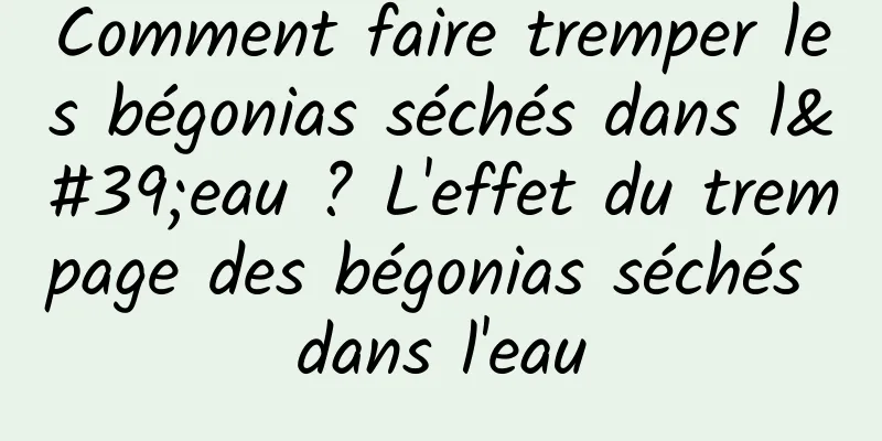 Comment faire tremper les bégonias séchés dans l'eau ? L'effet du trempage des bégonias séchés dans l'eau