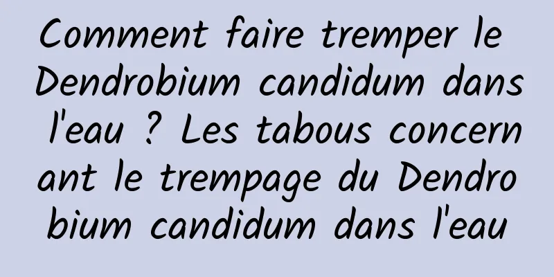 Comment faire tremper le Dendrobium candidum dans l'eau ? Les tabous concernant le trempage du Dendrobium candidum dans l'eau