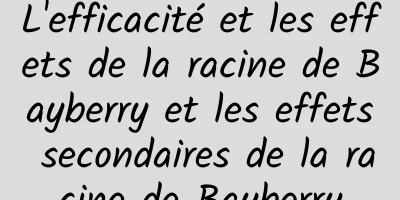 L'efficacité et les effets de la racine de Bayberry et les effets secondaires de la racine de Bayberry