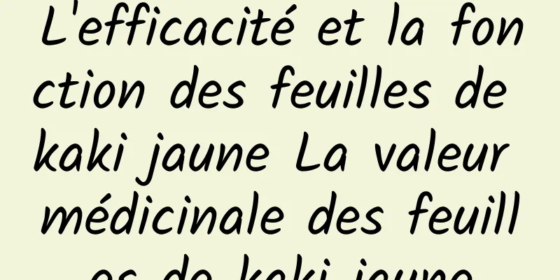 L'efficacité et la fonction des feuilles de kaki jaune La valeur médicinale des feuilles de kaki jaune