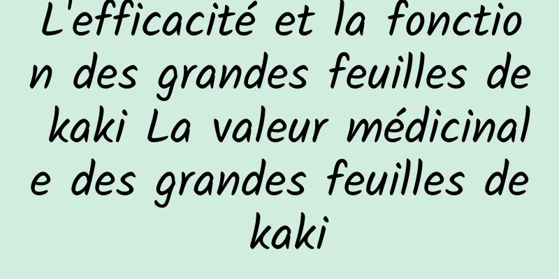 L'efficacité et la fonction des grandes feuilles de kaki La valeur médicinale des grandes feuilles de kaki