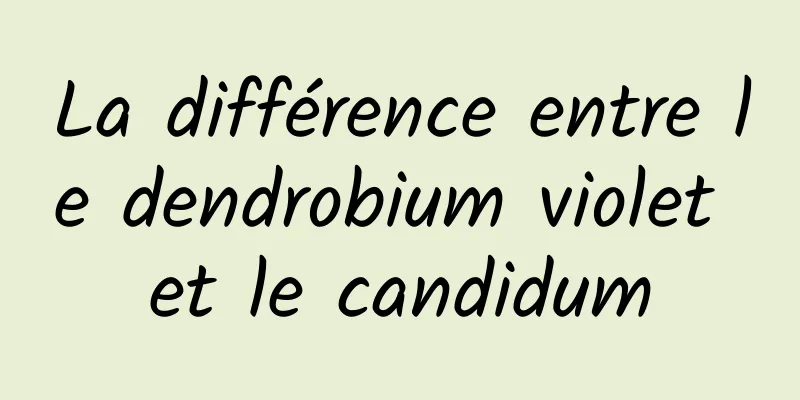 La différence entre le dendrobium violet et le candidum