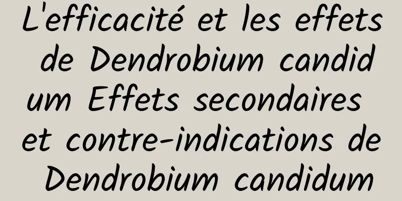 L'efficacité et les effets de Dendrobium candidum Effets secondaires et contre-indications de Dendrobium candidum